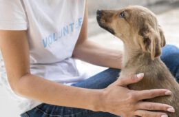 vista-lateral-perro-rescate-amando-afecto-que-recibe-mujer-refugio